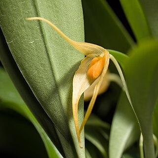 Bulbophyllum ankylochele unspecified picture