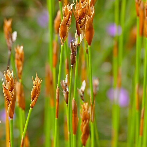 Askidiosperma andreaeanum unspecified picture