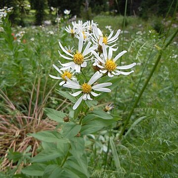 Eucephalus engelmannii unspecified picture