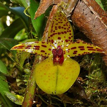 Bulbophyllum membranifolium unspecified picture