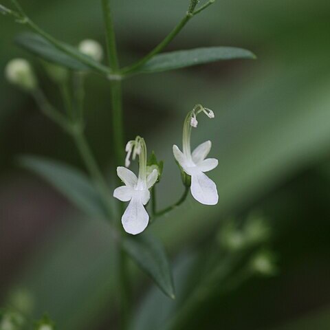 Teucrium kraussii unspecified picture