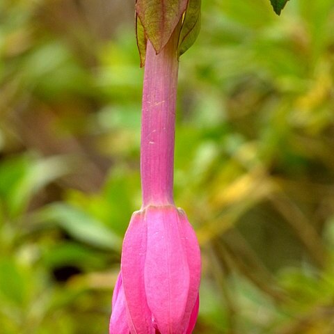 Passiflora cumbalensis unspecified picture