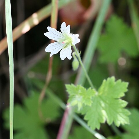 Geranium wakkerstroomianum unspecified picture