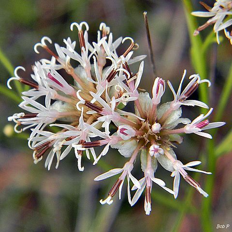 Palafoxia integrifolia unspecified picture