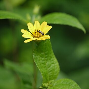 Wedelia urticifolia unspecified picture