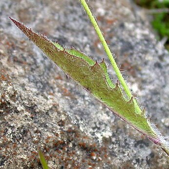 Hieracium severiceps unspecified picture