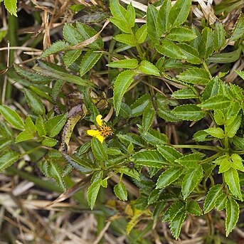 Bidens macrocarpa unspecified picture