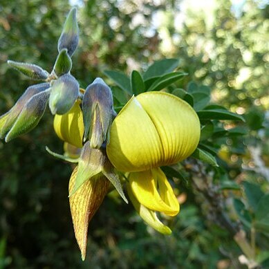 Crotalaria capensis unspecified picture