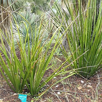 Hesperaloe funifera unspecified picture