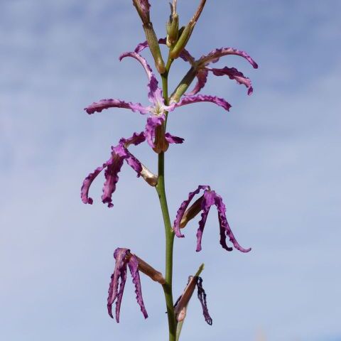 Matthiola maroccana unspecified picture