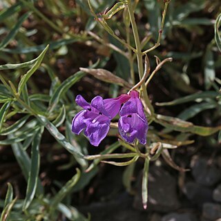 Penstemon sepalulus unspecified picture