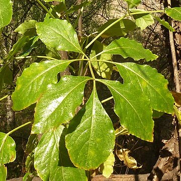 Heteromorpha arborescens unspecified picture