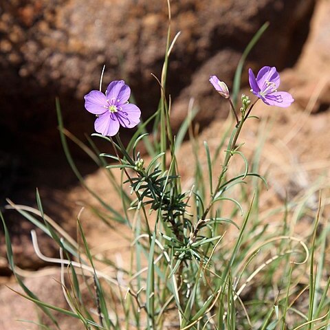 Heliophila suavissima unspecified picture