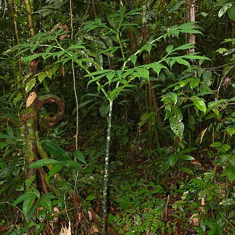 Amorphophallus hewittii unspecified picture