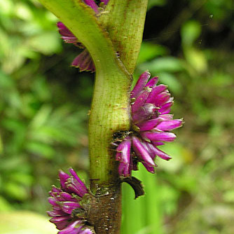 Amischotolype mollissima unspecified picture