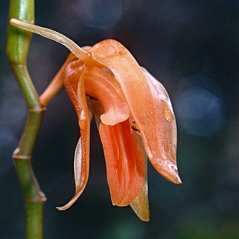 Coelogyne tenompokensis unspecified picture