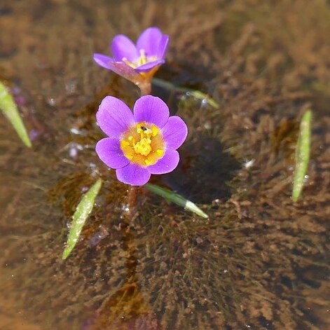 Cabomba furcata unspecified picture