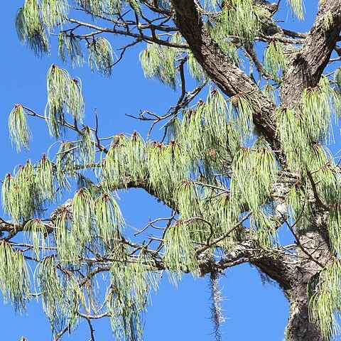 Pinus lumholtzii unspecified picture