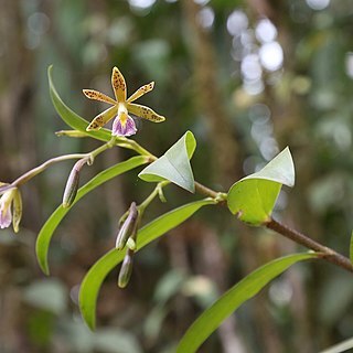 Epidendrum medinae unspecified picture