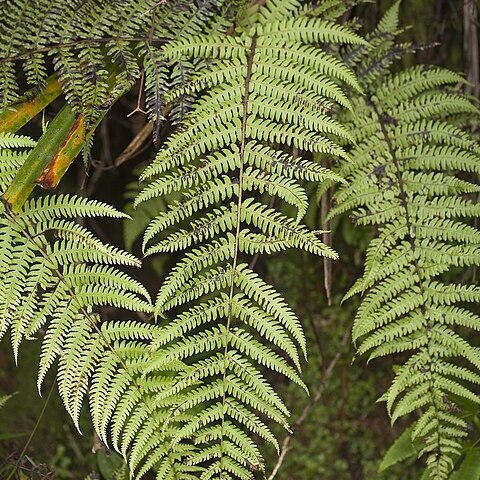 Deparia prolifera unspecified picture