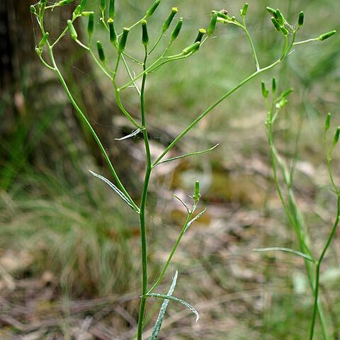 Senecio microbasis unspecified picture