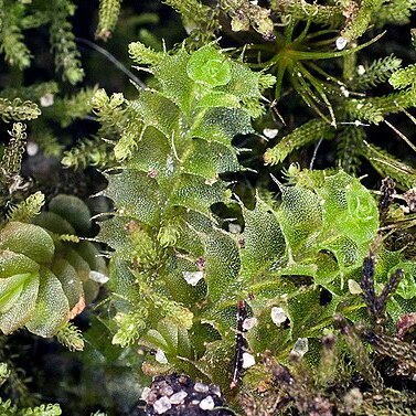 Goebelobryum unguiculatum unspecified picture