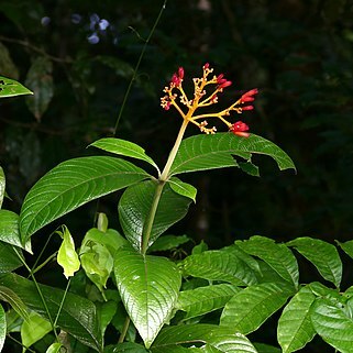 Palicourea longistipulata unspecified picture