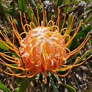 Leucospermum gerrardii unspecified picture