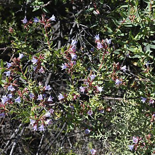 Lobostemon glaucophyllus unspecified picture