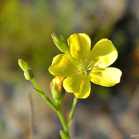 Linum floridanum unspecified picture