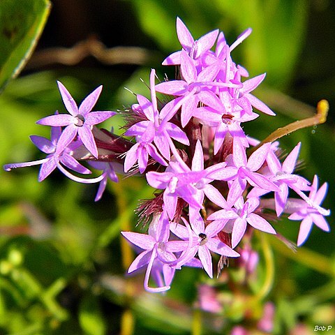 Liatris chapmanii unspecified picture