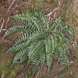 Asplenium macraei unspecified picture