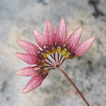 Bulbophyllum andersonii unspecified picture