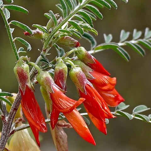 Lessertia frutescens subsp. frutescens unspecified picture