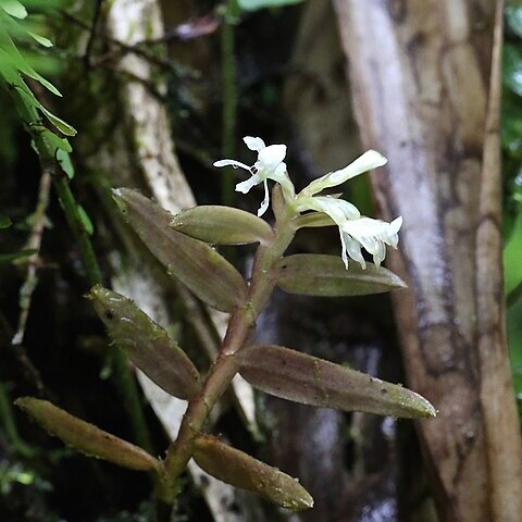 Epidendrum nanosimplex unspecified picture