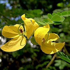 Senna aversiflora unspecified picture