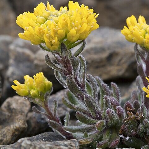 Draba aureola unspecified picture