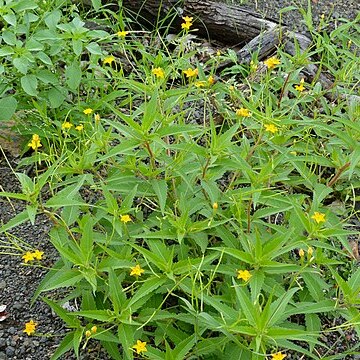 Tricliceras glanduliferum unspecified picture