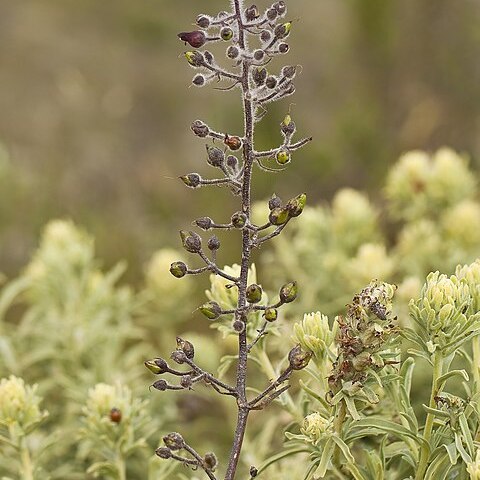 Scrophularia villosa unspecified picture