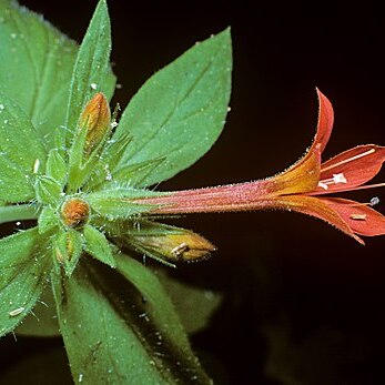 Collomia rawsoniana unspecified picture