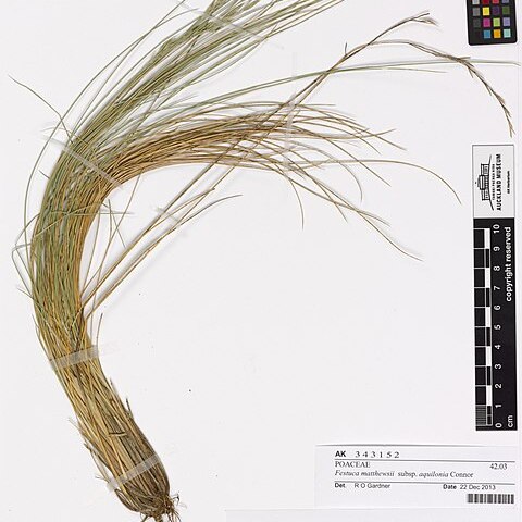 Festuca matthewsii unspecified picture