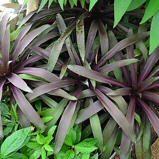 Nidularium purpureum unspecified picture