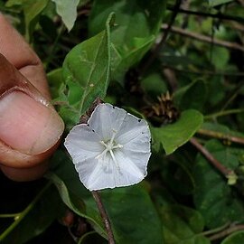 Jacquemontia holosericea (weinm.) o'donell unspecified picture