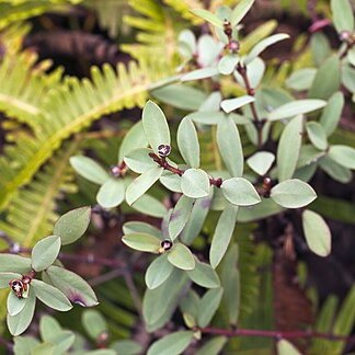 Euphorbia sparsiflora unspecified picture