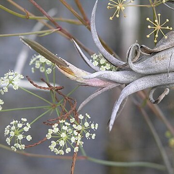 Tiedemannia filiformis unspecified picture