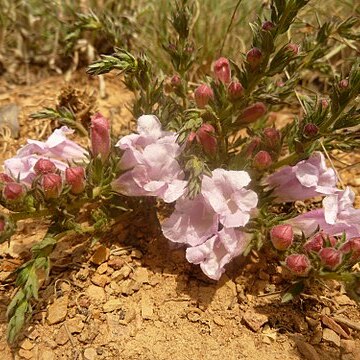 Graderia subintegra unspecified picture