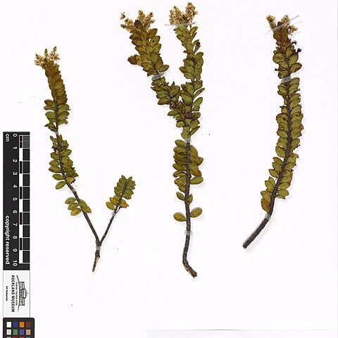 Veronica canterburiensis unspecified picture