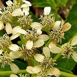 Verbesina macrophylla unspecified picture