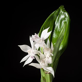 Calanthe aristulifera unspecified picture