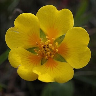 Potentilla hickmanii unspecified picture